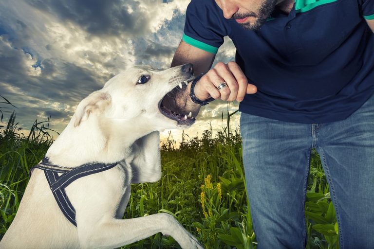 Fort Lauderdale Dog Bite Attorney | Levin Injury Firm